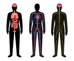 Canvas Print - Human body systems