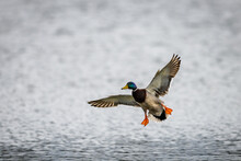 Male Mallard Duck Landing On The Surface Of A Pond, Wings Outstretched. Just Above The Water Surface.