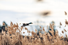 Male Mallard Duck Flying Over A Pond Over Reeds. The Duck Takes Off.