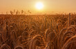 Goldenes Kornfeld im Spätsommer, Ernte Erntezeit Sommerabend reiche volle dichte Ähren, Bio Landwirtschaft, biologischer anbau, Erzeugergemeinschaft Erzeuger genossenschaft golden wheat rich harvest