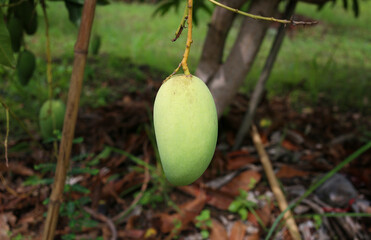 Wall Mural - Green mango is not ripe on the trees in the orchard.