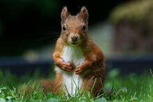Portrait Of A Squirrel On A Meadow Looking Into The Camera