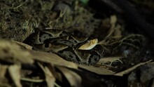 Beautiful Terciopelo Bothrops Asper Wildlife Venomous Snake Costa Rica