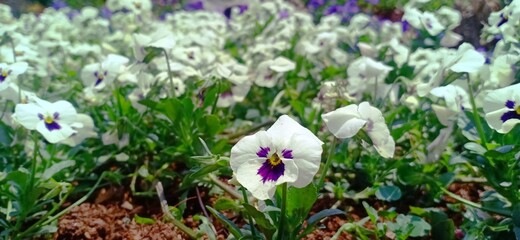 Wall Mural - Close-up of blooming white and purple pansy flowers in a vibrant garden, symbolizing spring beauty and natural freshness, perfect for botanical, gardening, and floral background concepts