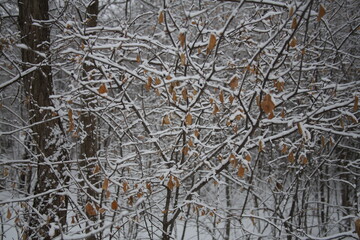 Wall Mural - ice on tree