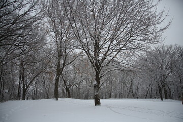 Wall Mural - trees in the snow