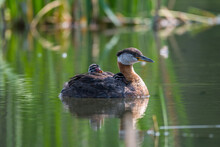 Red-necked Grebe (Podiceps Grisegena) Adult Bird And Young Babies Riding On Mother's Back Wildlife Background