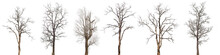 Dead Trees Or Dry Tree Collection Isolated On White Background.