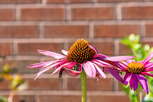 Cone Flower Against Brick Wall