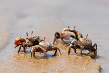Group Of Fiddler Crabs Walking Into Water