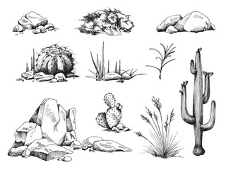 a set of plants succulent, stones and cactus with flowers a vector illustrations