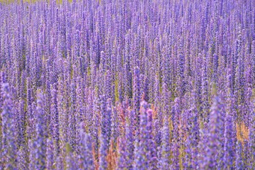 Wall Mural - Blooming country field of pink and purple wildflowers Echium vulgare. Natural background, texture. Farm industry and production, folk medicine, honey, ornamental plants, gardening concepts