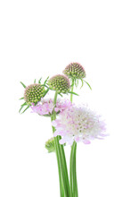Pale Pink Flowers Of Scabiosa On A White Background