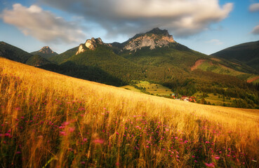 A meadow full of beautiful mountain flowers in the background of the Mala Fatra mountains. Discover the spring beauty of the mountains.