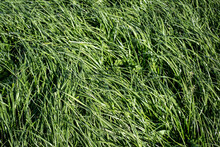 Tall Fescue Is A Perennial Grass With Seed-heads, Growing Up To 1.5 M Tall, Found In Lowland Pasture And Waste Areas. Tolerant Of Wet Soils Yet Withstands Drought And Grass Grubs Well. 
