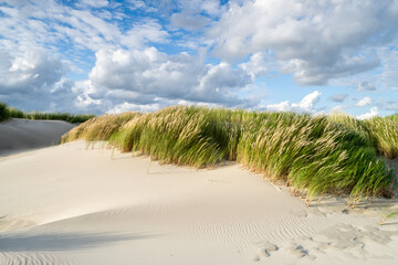 Wall Mural - dune grass on the beach near the north sea coast, germany