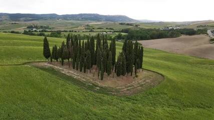 Poster - Group of Cypresses in Tuscany. Circular aerial view of Orcia Valley, Italy