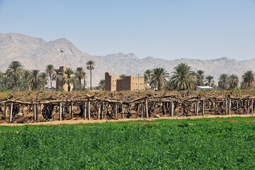 Wall Mural - The garden in arab village close Najran, Asir region, Saudi Arabia