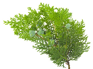 Wall Mural - Green thuja branch isolated on white background.