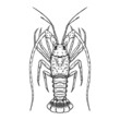 Illustration of florida Spiny Lobster in engraving style. Design element for logo, label, sign, poster, t shirt. Vector illustration