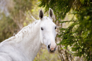 Wall Mural - portrait of beautiful holstein grey stallion horse on green forest background