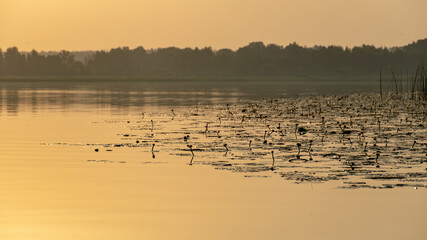 landscape on the lake, water lilies and reeds, reflections in the water