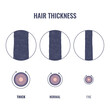 Hair thickness types classification set. Fine, normal, thick strand width. Anatomical structure linear scheme. Outline vector illustration.