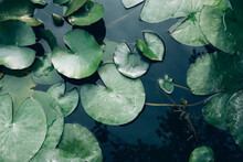 Water Lily Leaves In The Lake Close Up. Top View