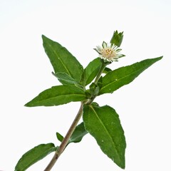 Wall Mural - Eclipta Alba, Eclipta Prostrata or Bhringraj, also known as False Daisy isolated on white background, herbal medicinal plant effective in Ayurvedic medicine.