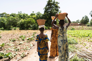 group of beautifully dressed african girls with baskets full o f tomatoes on their head, on their wa