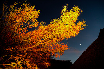 Wall Mural - Spot light to colorful maple branch twilight scene of autumn landscape in the park ,over roof Japanese house and moon in the sky background in Japan.