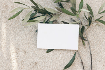 Wall Mural - Summer stationery mockup scene,. Blank business card on concrete floor. Textured background with olive tree branch. Mediterranean design. Branding concept. Flat lay, top view, no people.