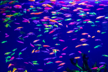 Sticker - danio rerio fish and neon corals