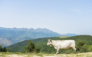 Sticker - vache montagne Pyrénées Ariège Plateau de Beille France agriculture viande lait