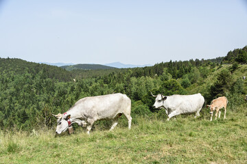 Sticker - vache montagne Pyrénées Ariège Plateau de Beille France agriculture viande lait