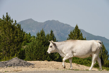 Poster - vache montagne Pyrénées Ariège Plateau de Beille France agriculture viande lait