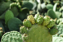 Cactus Epines