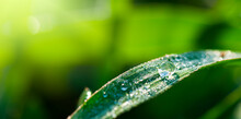 Water Drops On Green Leaf, Purity Nature Background