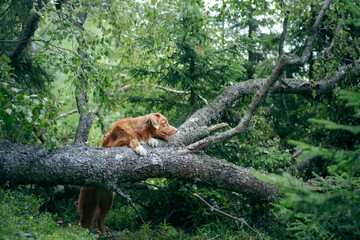 Wall Mural - dog in the green forest put her paws on a log. Nova Scotia Duck Tolling Retriever in nature among the trees. Walk with a pet