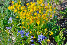A Cluster Of Wyoming Wild Flowers 