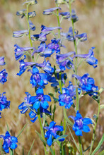 A Cluster Of Wyoming Wild Flowers 