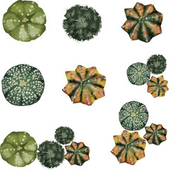 Wall Mural - cactus top view for landscape plan and architecture element or decorative,tropical garden