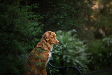 Wall Mural - dog in the green forest. Nova Scotia Duck Tolling Retriever in nature among the trees. Walk with a pet