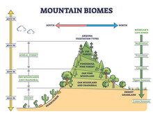 Mountain Biomes With Altitude And Merriams Life Zones Axis Outline Diagram. Educational Climate And Flora Ecosystem Description With Labeled Educational Arizona Vegetation Types Vector Illustration.