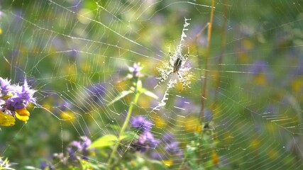 The spider sits in the web. Weaving spider webs