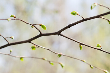 Wall Mural - Spring bush branch with fresh green buds and leaves. Springtime nature simplicity concept. Shallow depth of field, selective focus