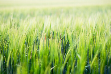 Swaying green field on sunny day in the Cotswolds
