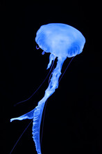 Neon Blue Jellyfish On A Black Background.