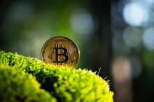 Golden Bitcoin Coin On Lush Green Moss