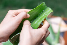 The Aloe Vera Was Being Separated By A Young Woman's Hand.